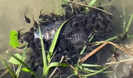 蝌蚪视频网,揭秘网络短视频的魅力与奥秘